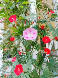 Close-up of pink flowering plants