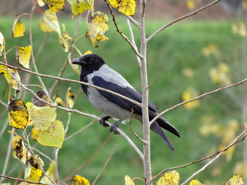 Close-up of bird perching on tree