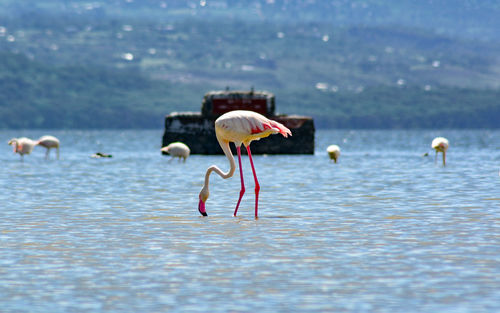 Bird wading on lake