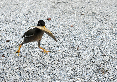 High angle view of bird on ground