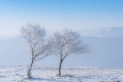 Bare tree on snow covered mountain against sky