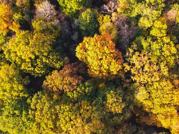 Full frame shot of yellow trees during autumn