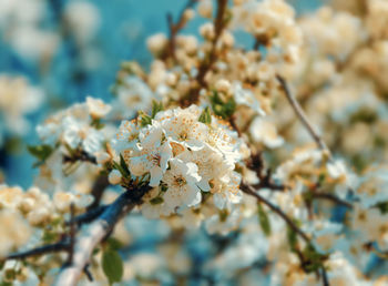Close-up of white cherry blossom tree