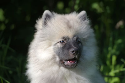 Close-up of a dog looking away