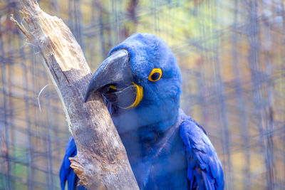 Close-up of bird