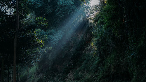 Full frame shot of trees in forest