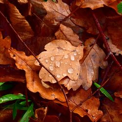 Close-up of wet maple leaves during rainy season