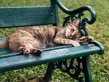 Cat sleeping on bench in park