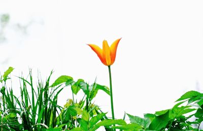 Close-up of flower against sky