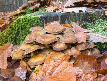 High angle view of mushrooms growing on wood
