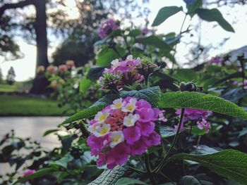 Close-up of pink flowers blooming in park