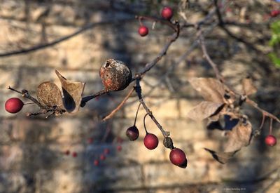 Close-up of berries on tree