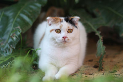 Portrait of cat with kitten