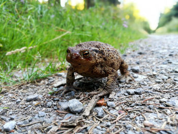 Close-up of frog on land