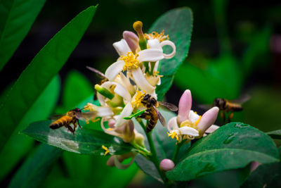 Bee collecting honey from flowers with green background.