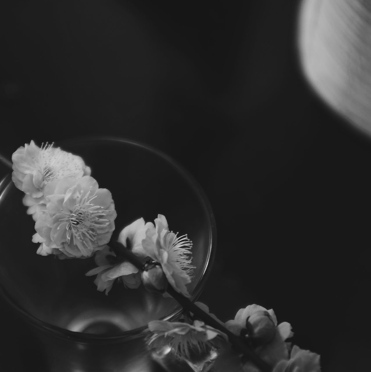 flower, freshness, fragility, close-up, petal, flower head, black background, studio shot, growth, plant, beauty in nature, white color, nature, copy space, indoors, focus on foreground, no people, night, blossom, high angle view