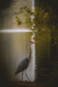 Close-up of gray heron in lake