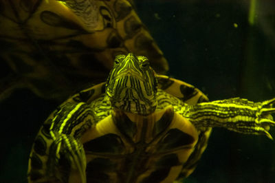 Close-up of turtle swimming in aquarium