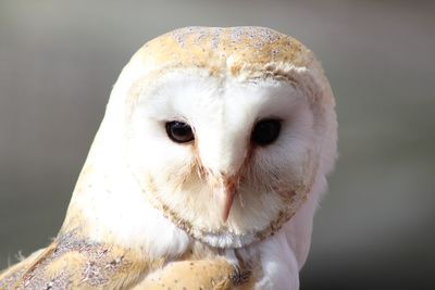 Close-up portrait of owl