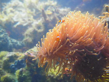 Close-up of fish swimming in sea