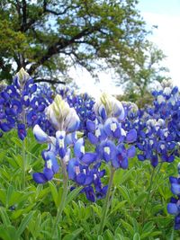 Close-up of purple crocus flowers