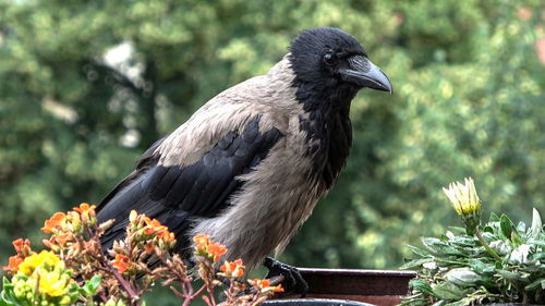Close-up of bird perching on flower