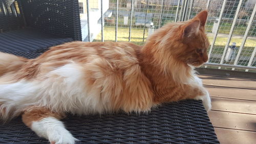 Close-up of dog sitting