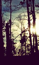 Silhouette of trees at sunset