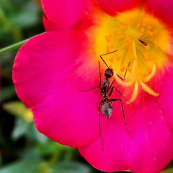 Close-up of insect on pink flower