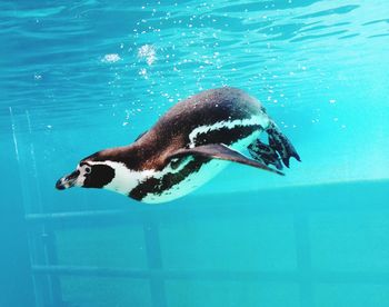 Fish swimming in sea