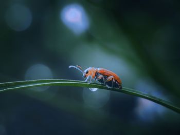 Close-up of insect on leaf