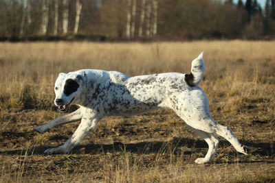 White dog lying on land