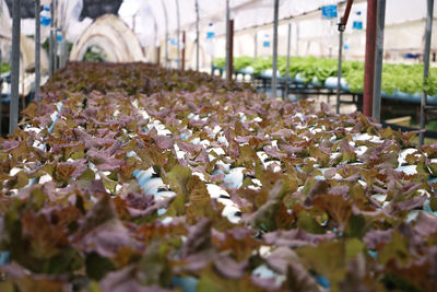 Close-up of white flowering plants