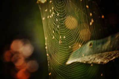 Macro shot of spider web