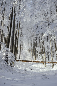 Frozen trees on land