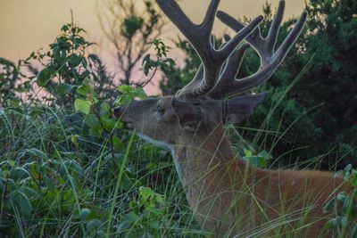 Deer in a field