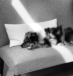 Dog sleeping on sofa