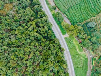 Aerial view of trees growing by road