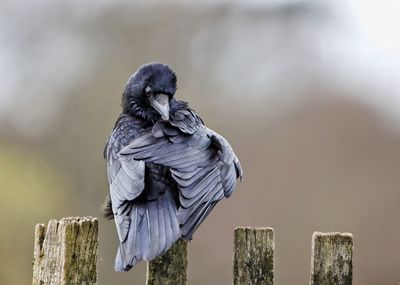 Close-up of bird perching on wooden post