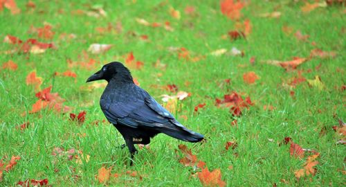 Bird perching on a field