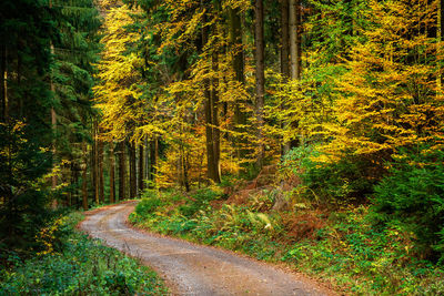 Road amidst trees in forest during autumn