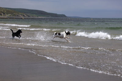 View of dogs on beach