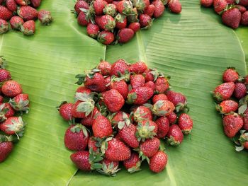 High angle view of fruits growing on plant