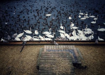 Swans on water