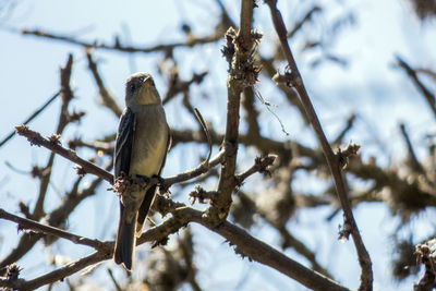 Low angle view of bird perching on tree