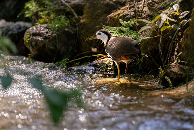 Bird perching on a lake