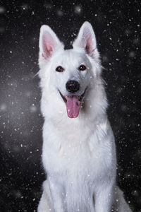 Portrait of berger blanc suisse during snowfall