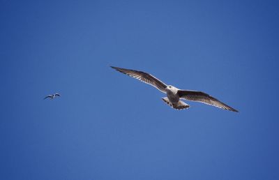 Low angle view of birds flying in clear blue sky