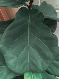 High angle view of green leaves