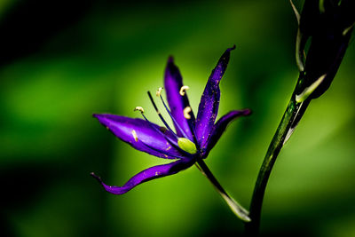 Close-up of purple flowering plant